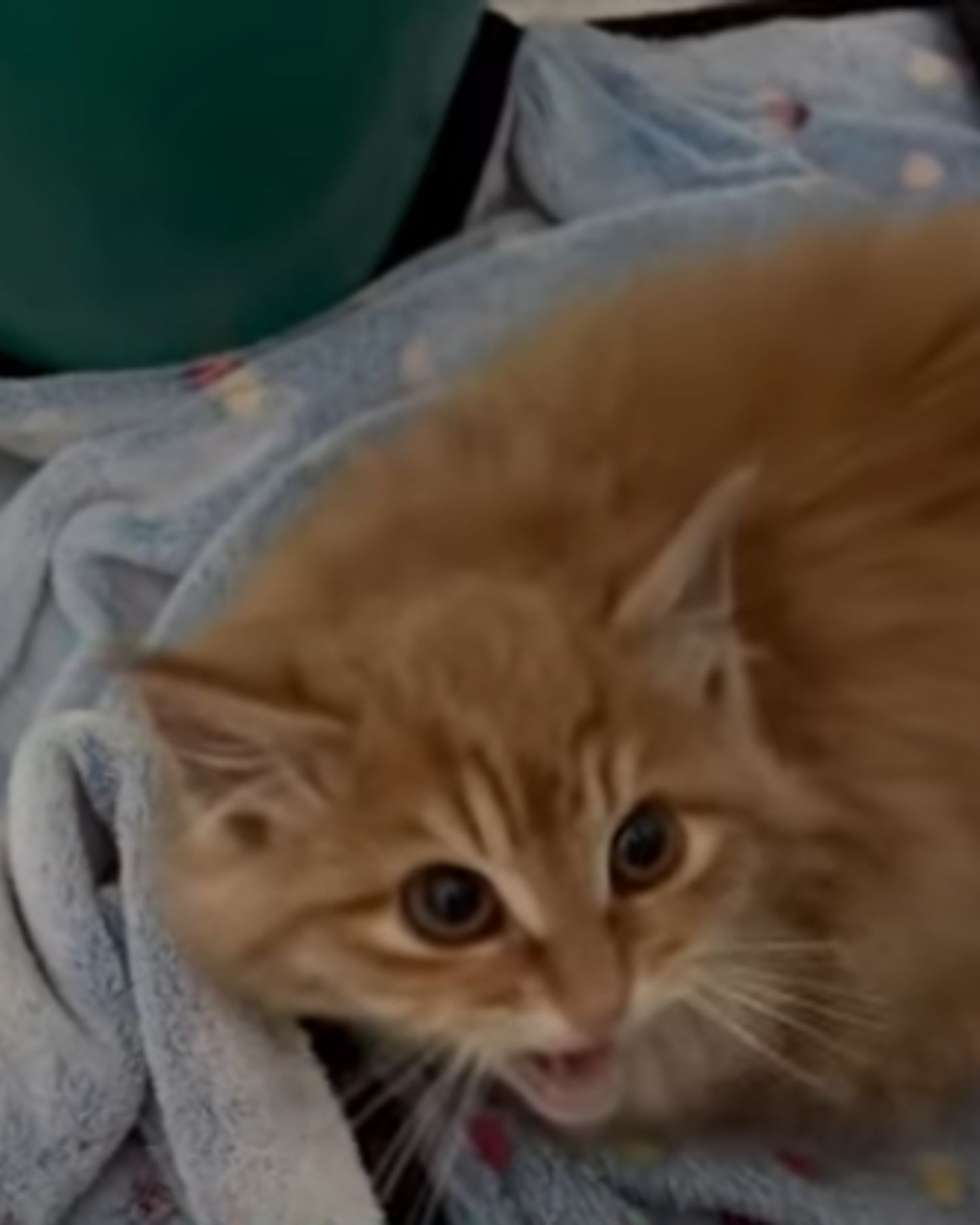 ginger cat meowing