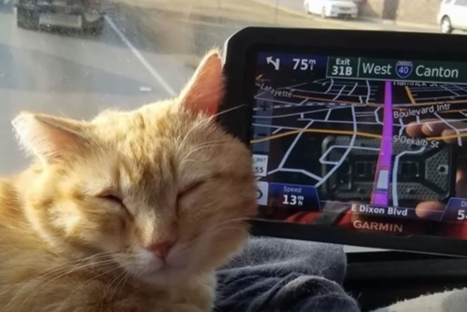 ginger cat next to the navigation