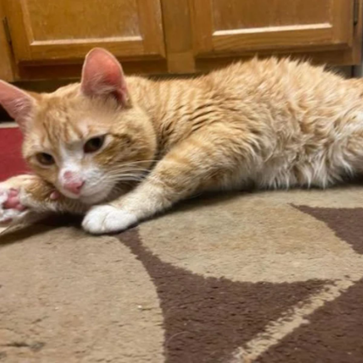 ginger cat on the floor