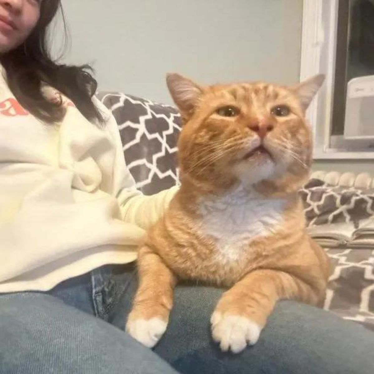ginger cat on woman's legs