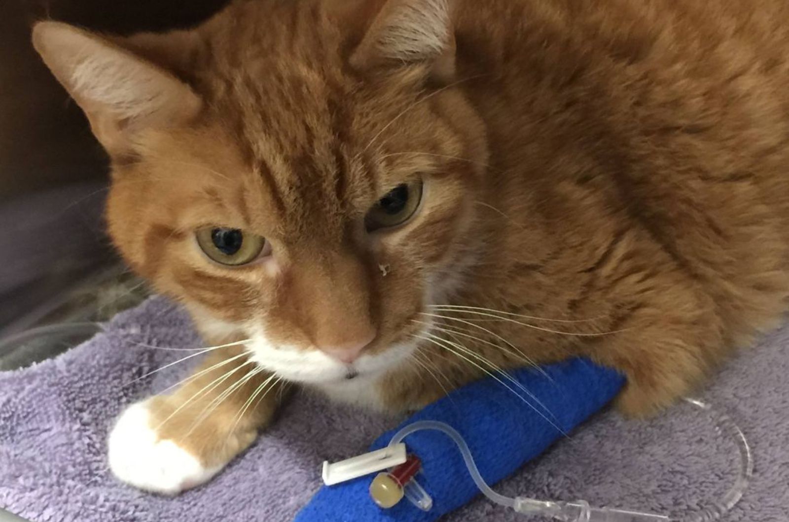 ginger cat receives medicine