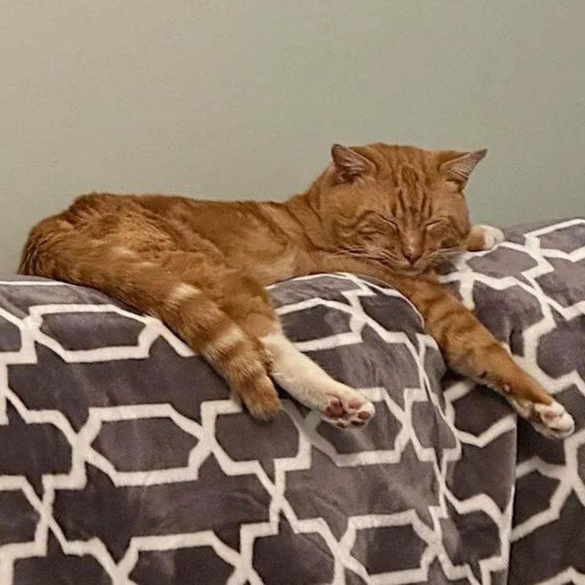 ginger cat sleeping in the house