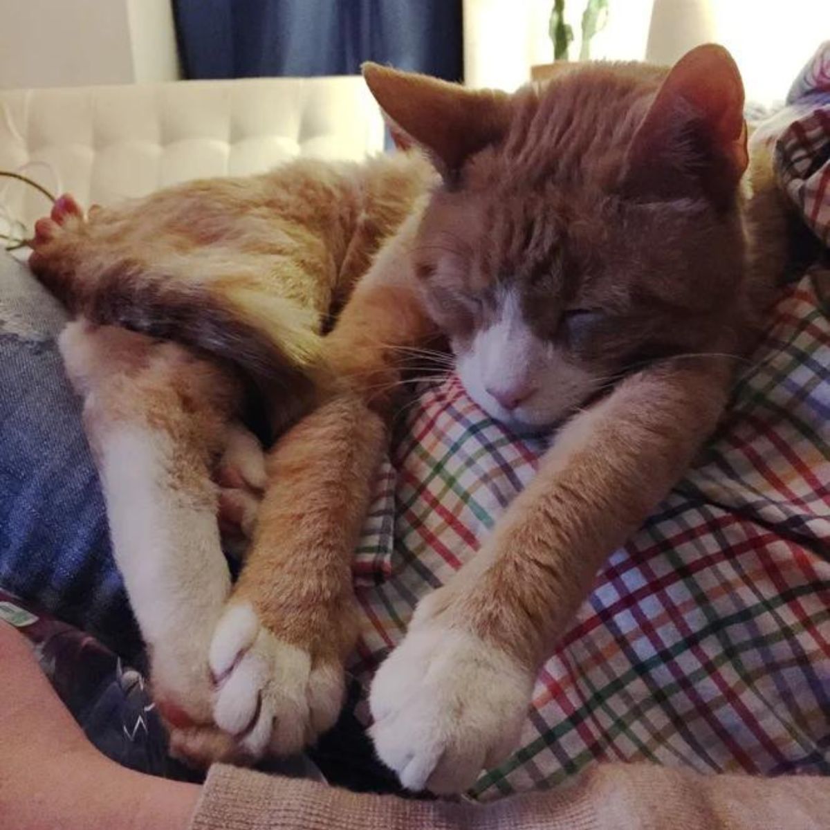 ginger cat sleeping peacefully