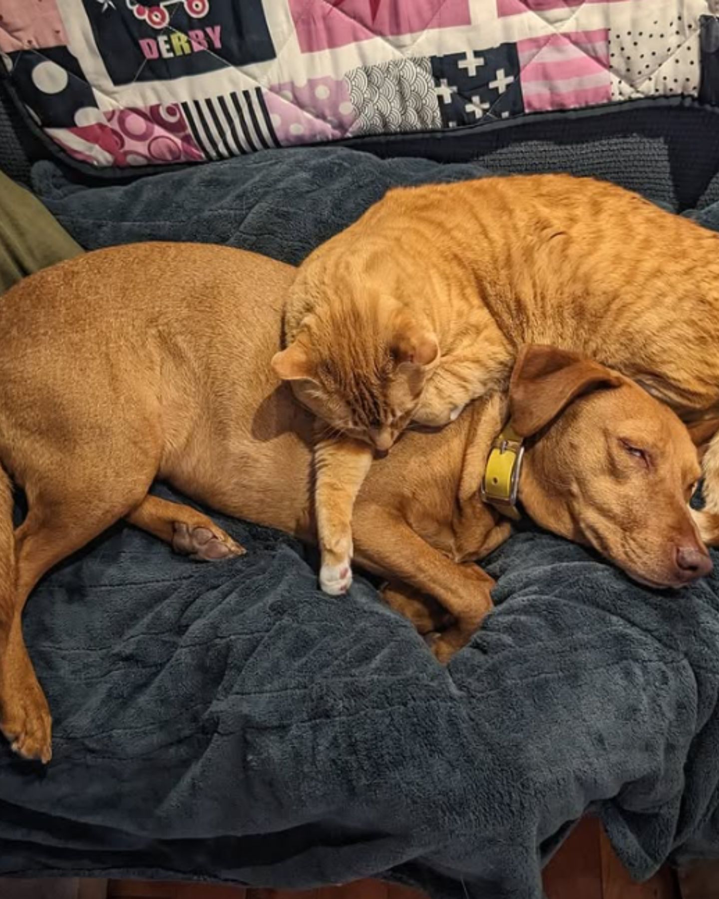 ginger cat sleeps over ginger dog