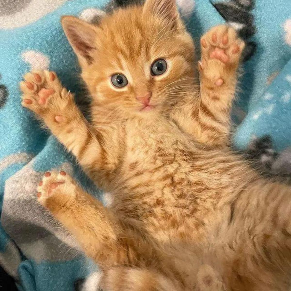 ginger cat spread all paws