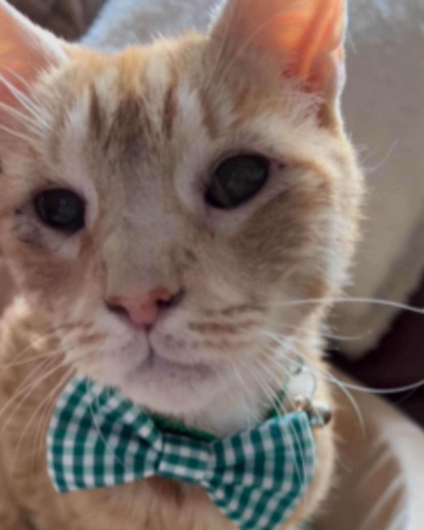 ginger cat with a bow around its neck
