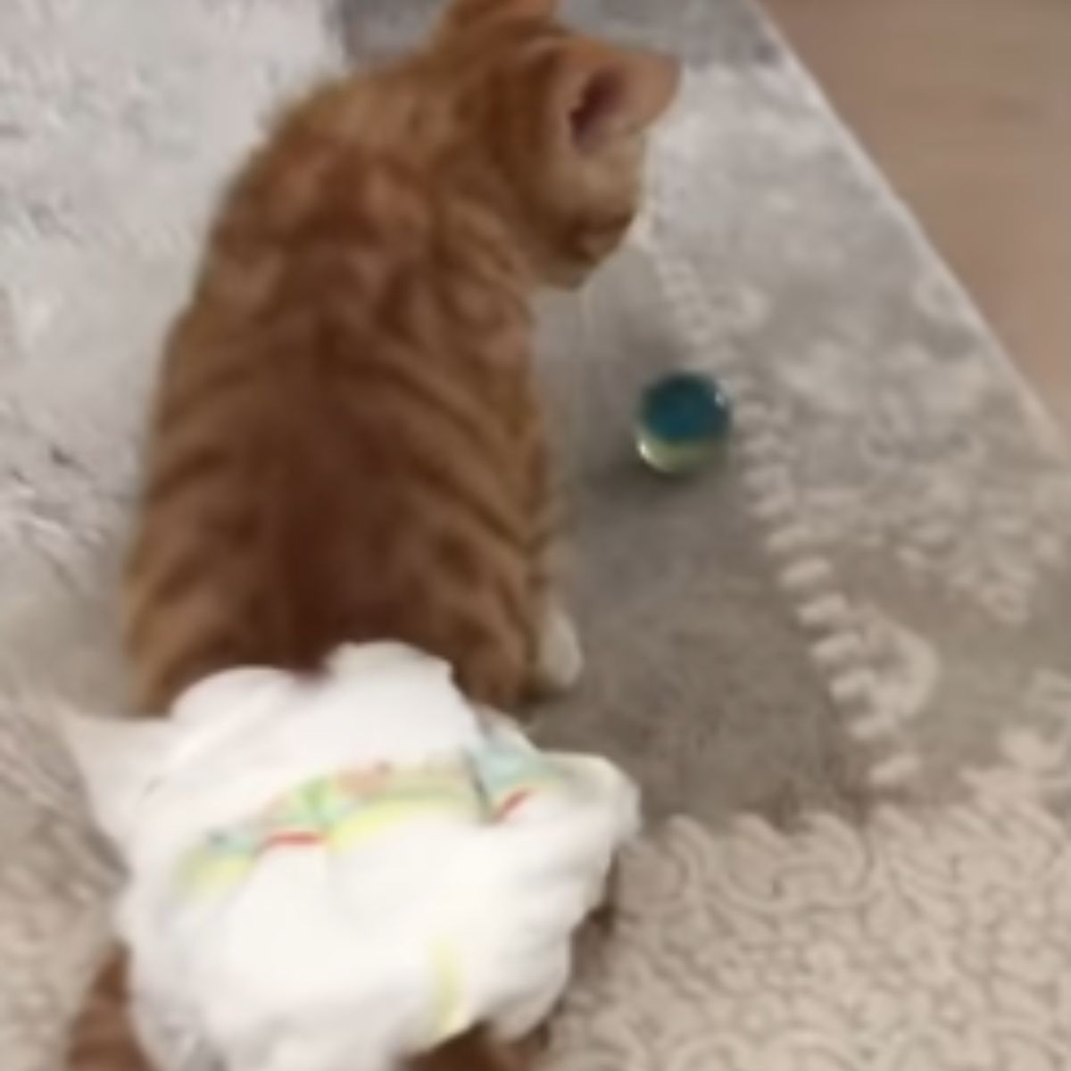 ginger cat with a diaper