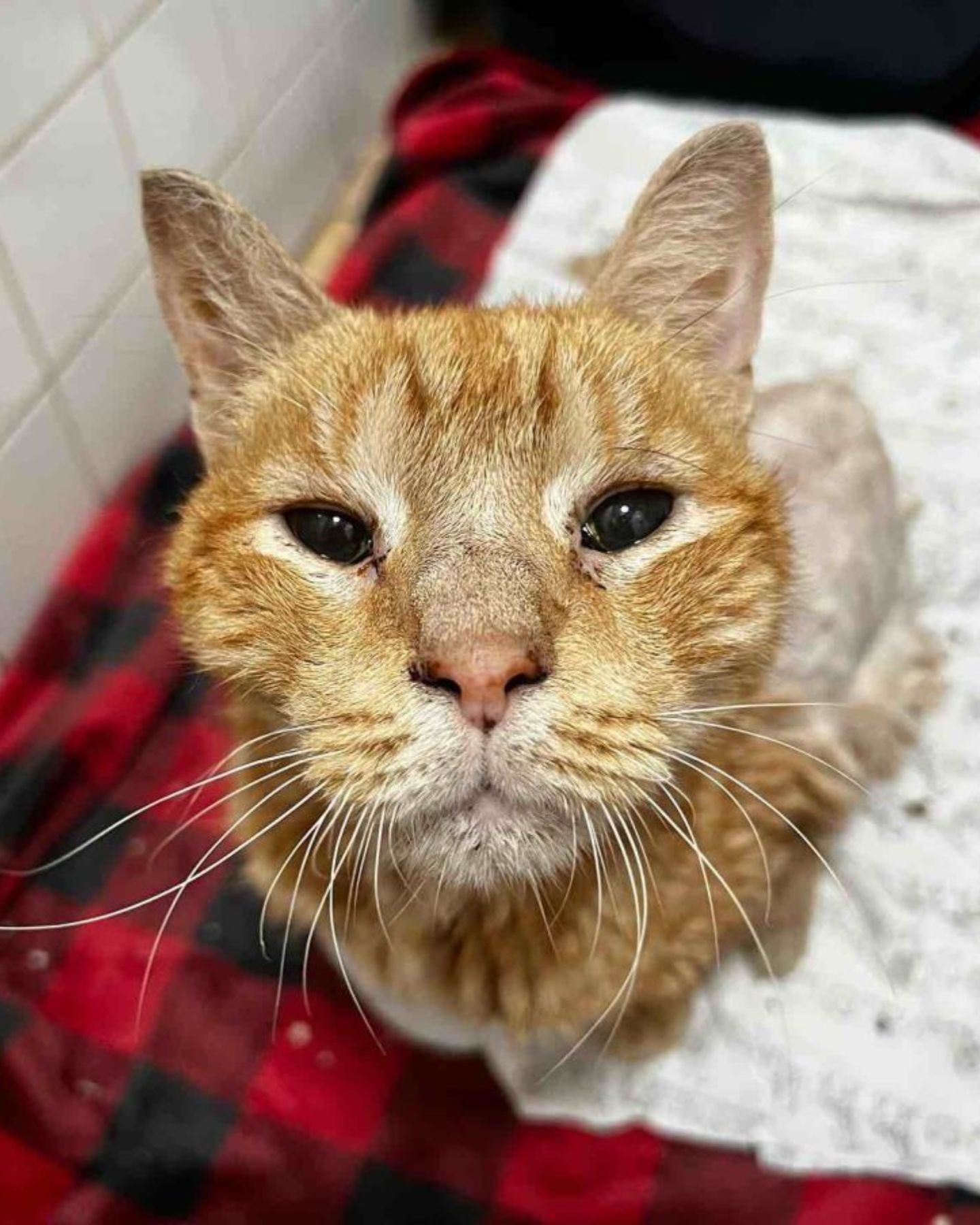 ginger cat with sad eyes