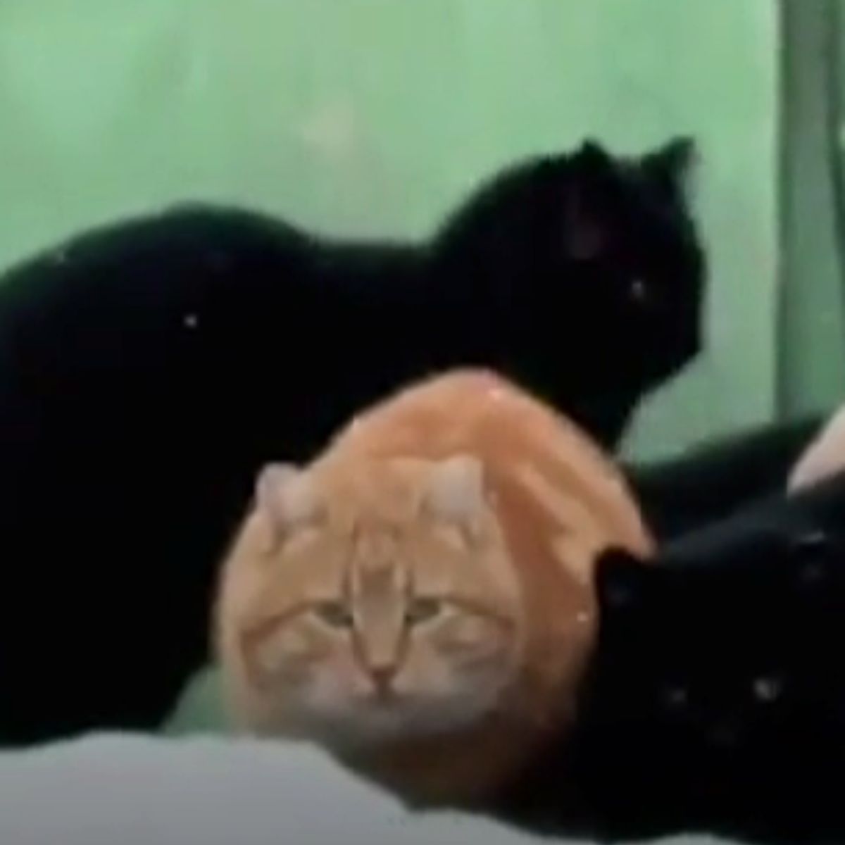 ginger feral cat