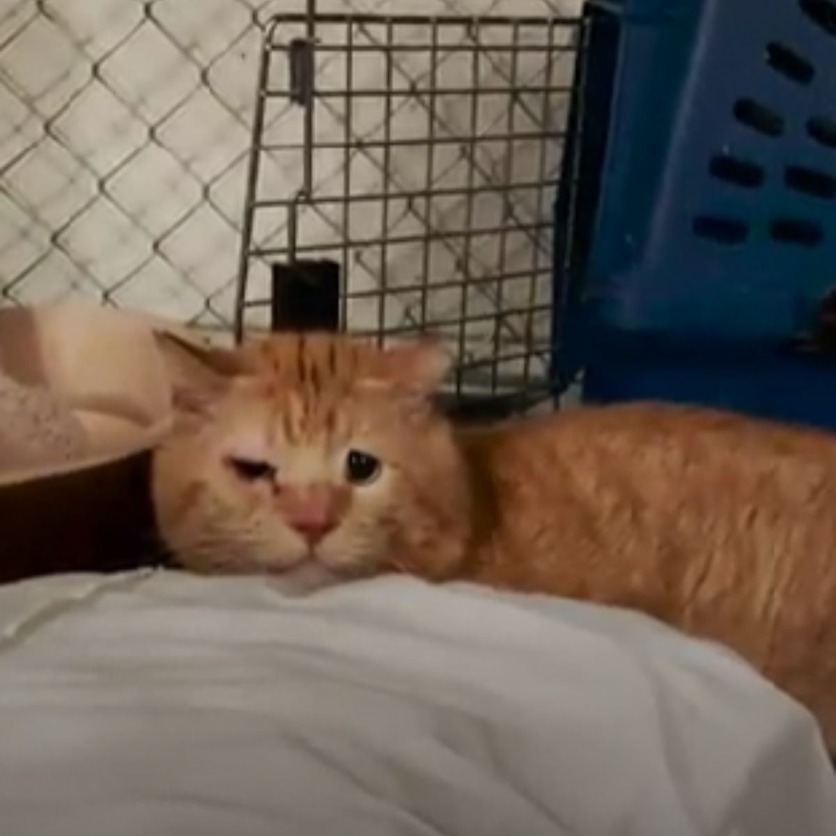 ginger feral neglected cat