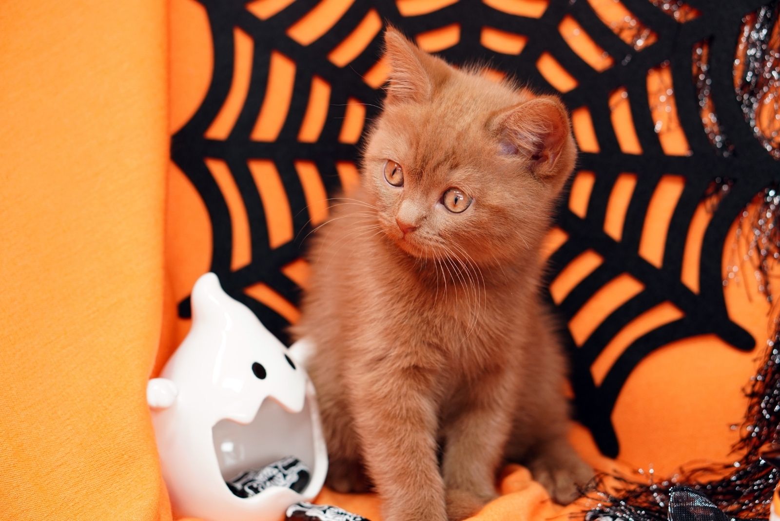 ginger halloween cat