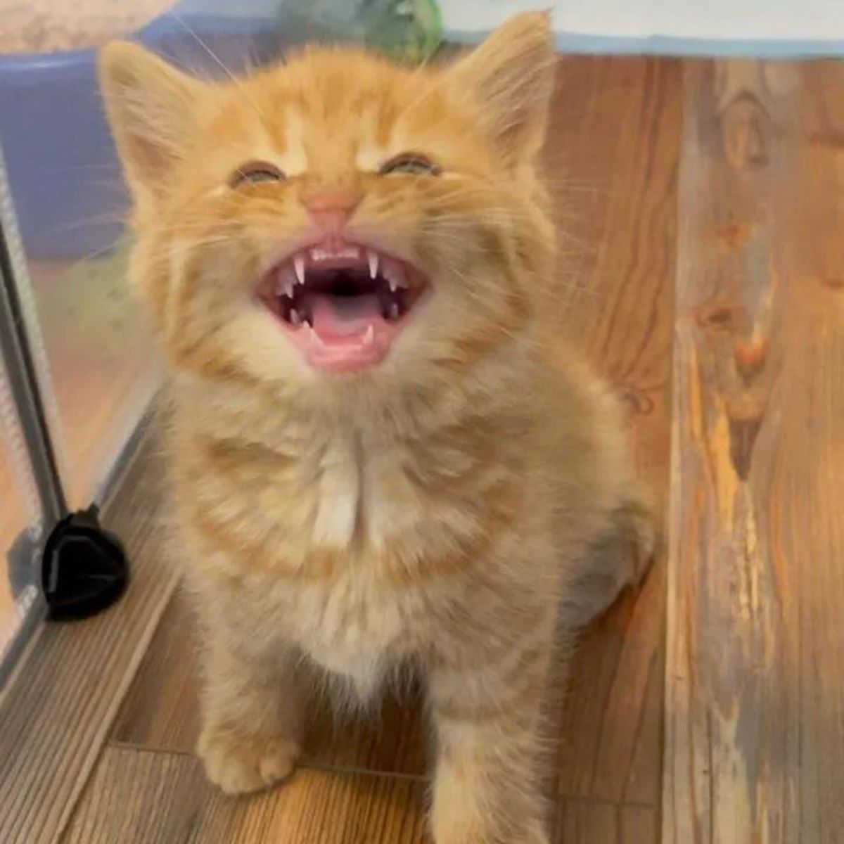 ginger kitten meows