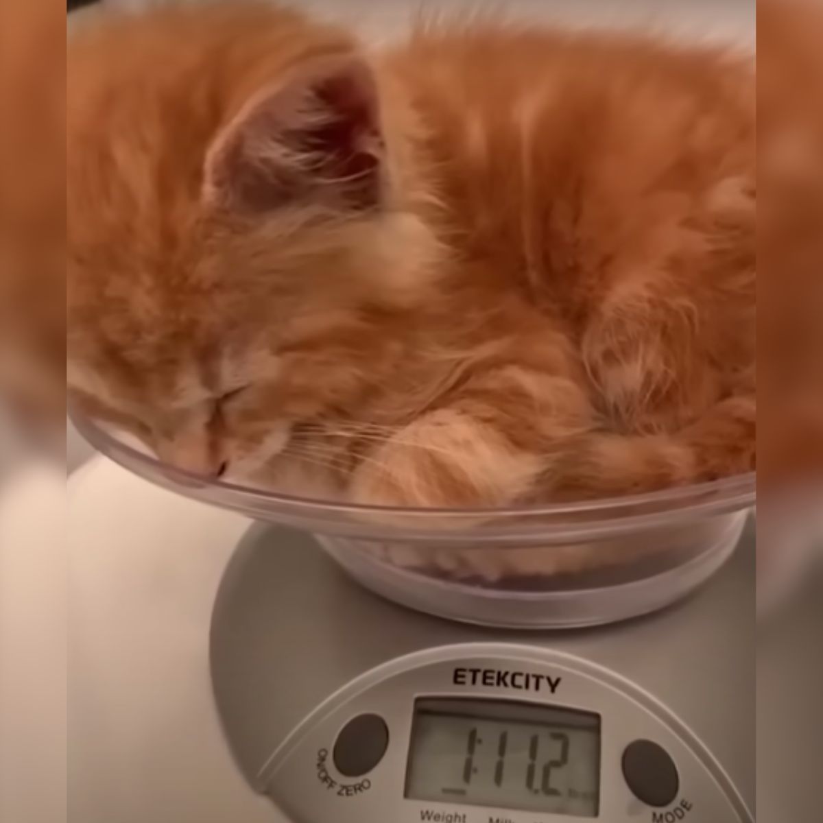 ginger kitten on the scales