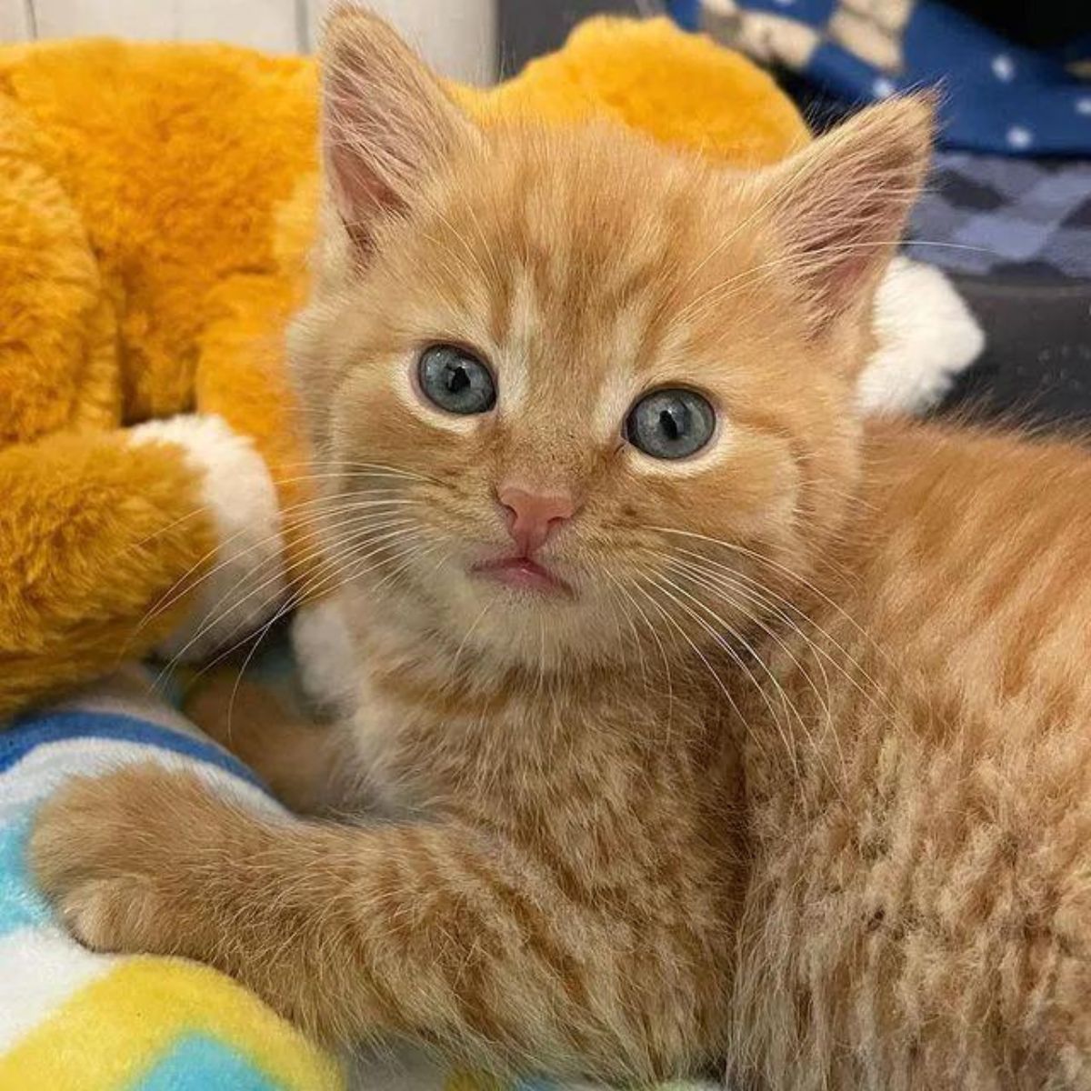 ginger kitten with blue eyes