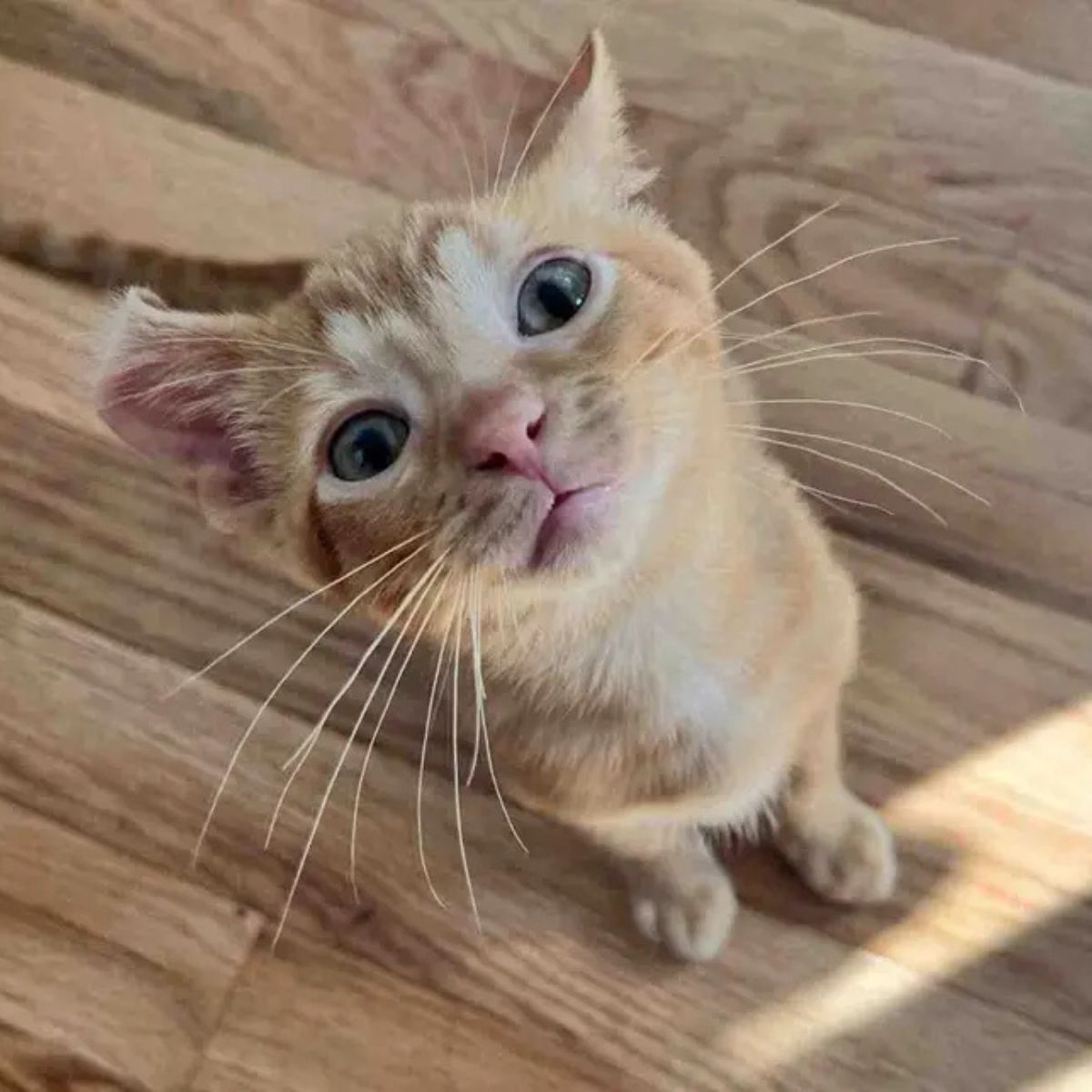 ginger kitten with curled ear