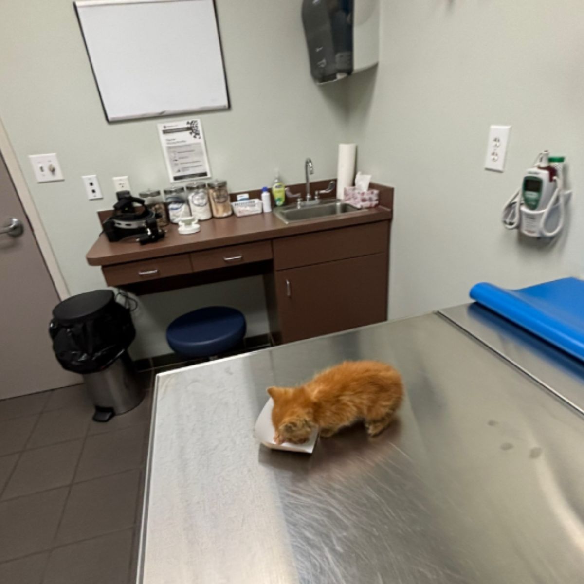 ginger little kitten at the vet