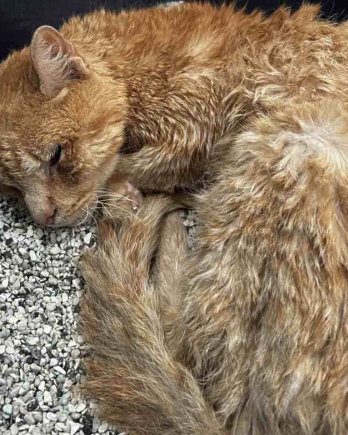 ginger neglected cat