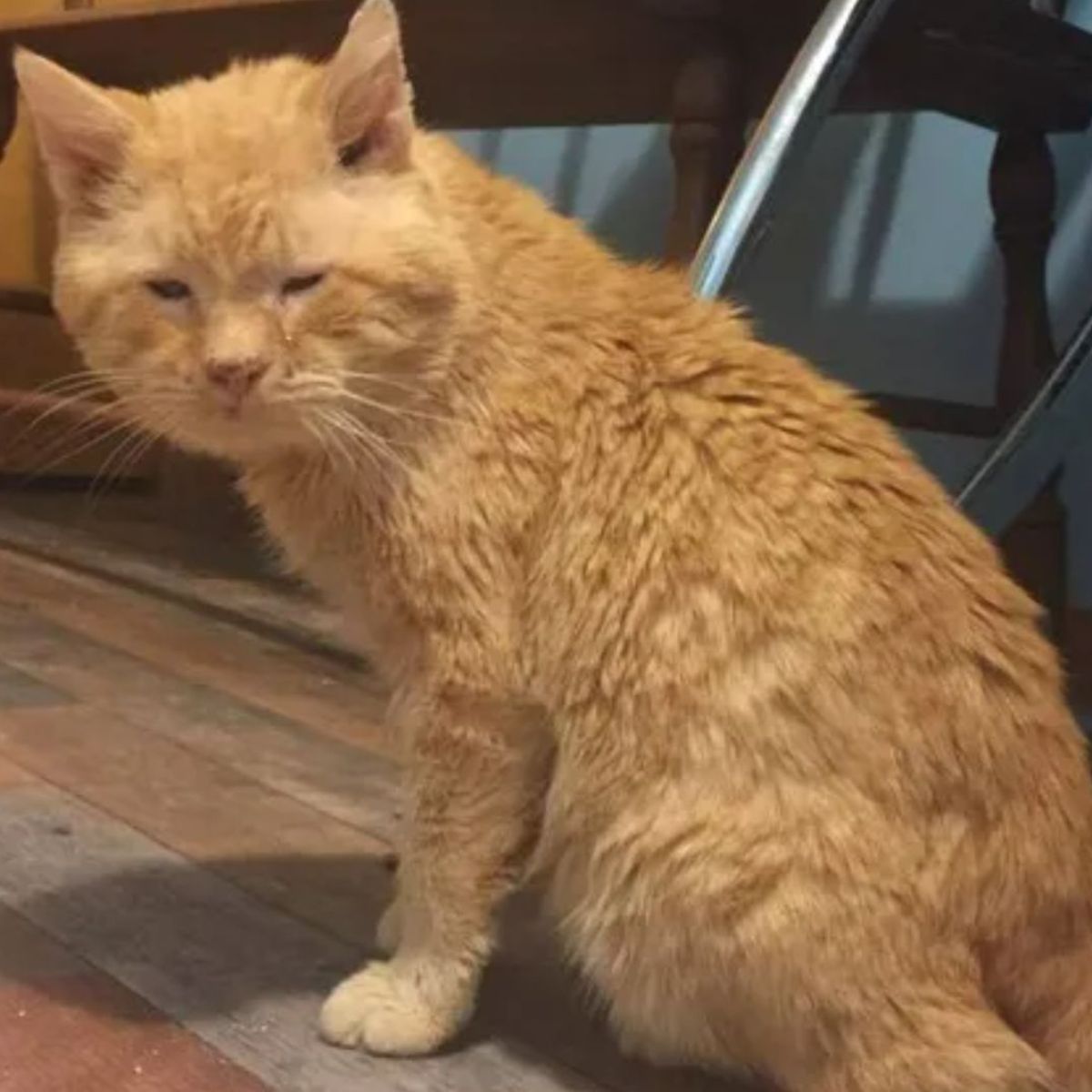 ginger neglected cat