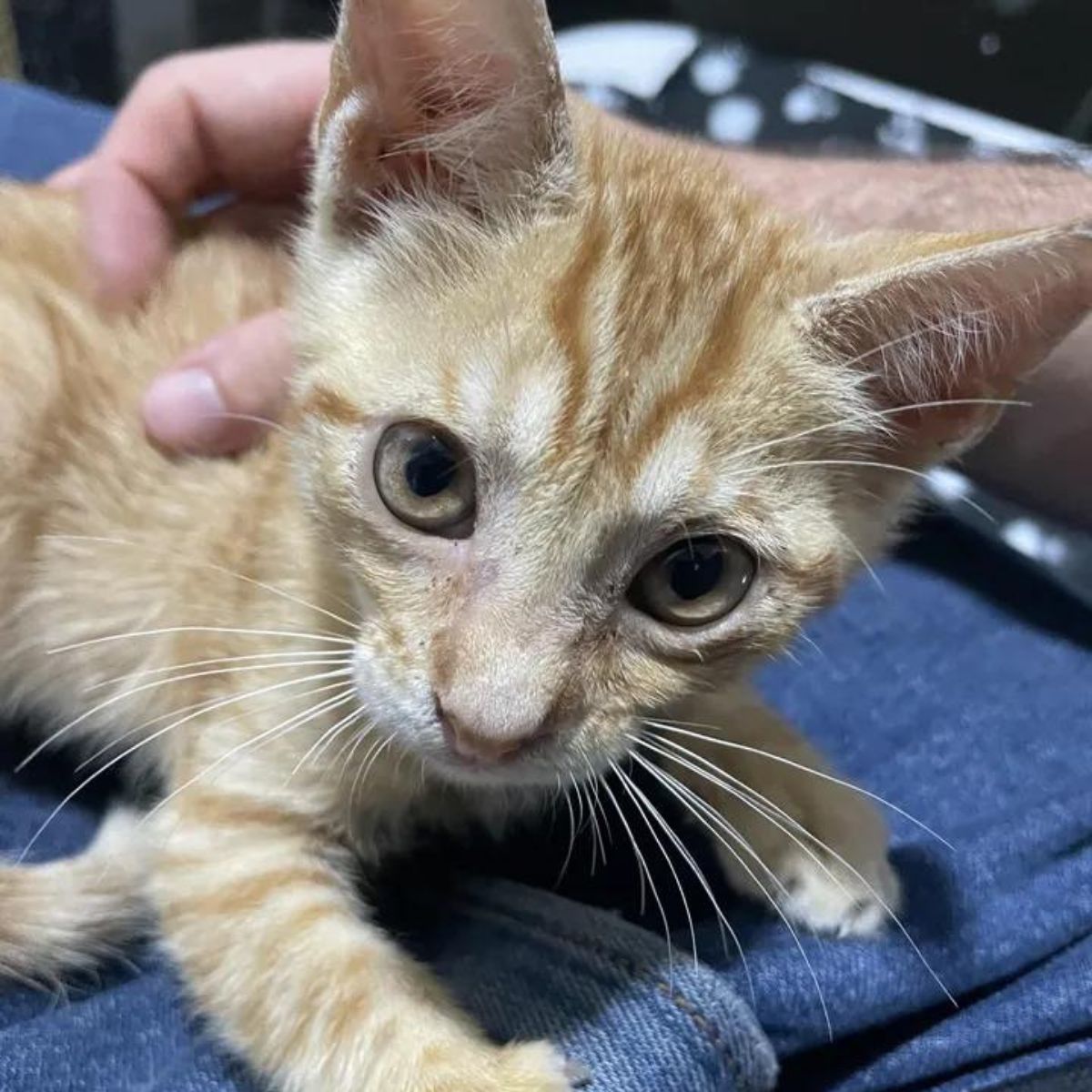 ginger pretty cat