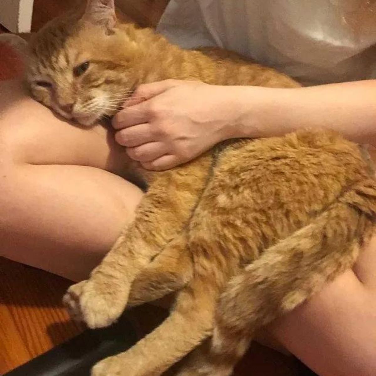 ginger senior cat cuddling at feet