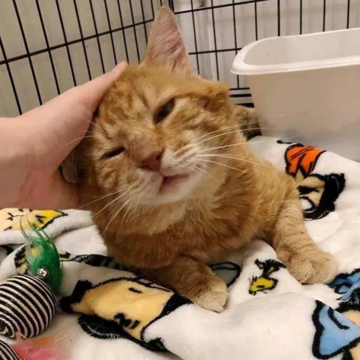 ginger senior cat cuddling