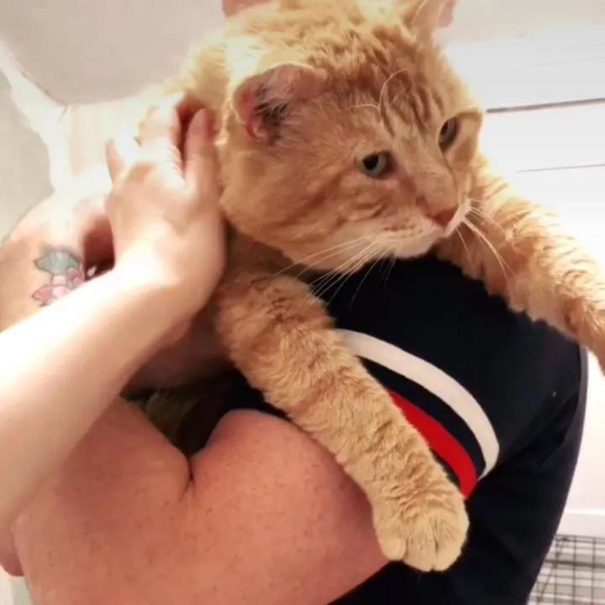 ginger senior cat in arms