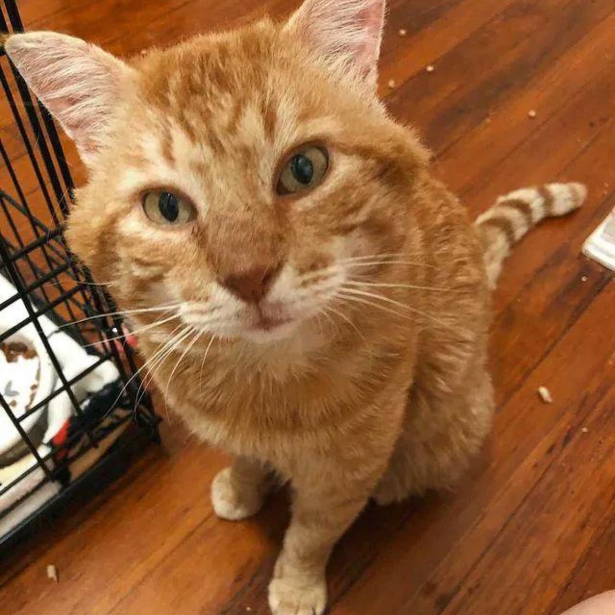 ginger senior cat looking cute