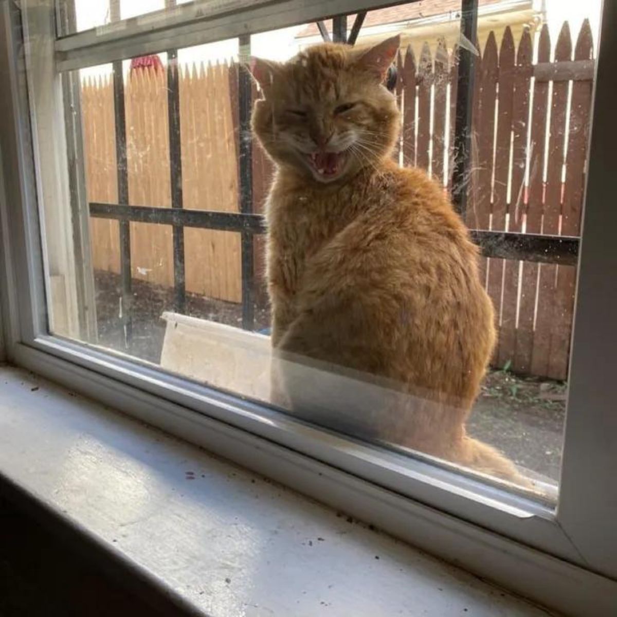 ginger senior cat meowing at window