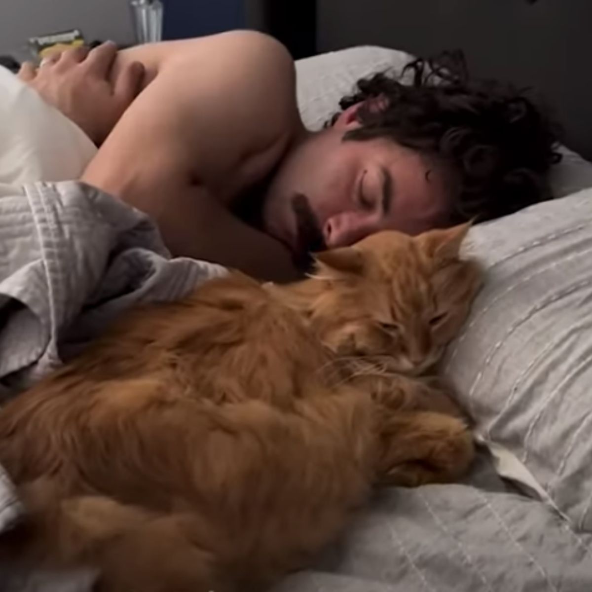 ginger senior cat sleeping with human
