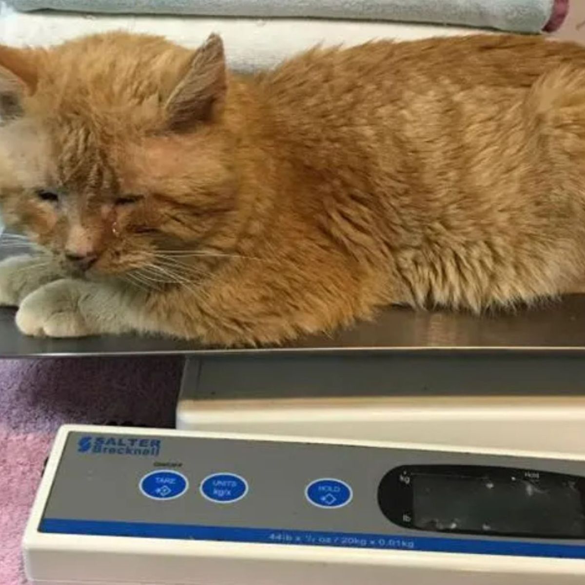ginger stray cat on scales