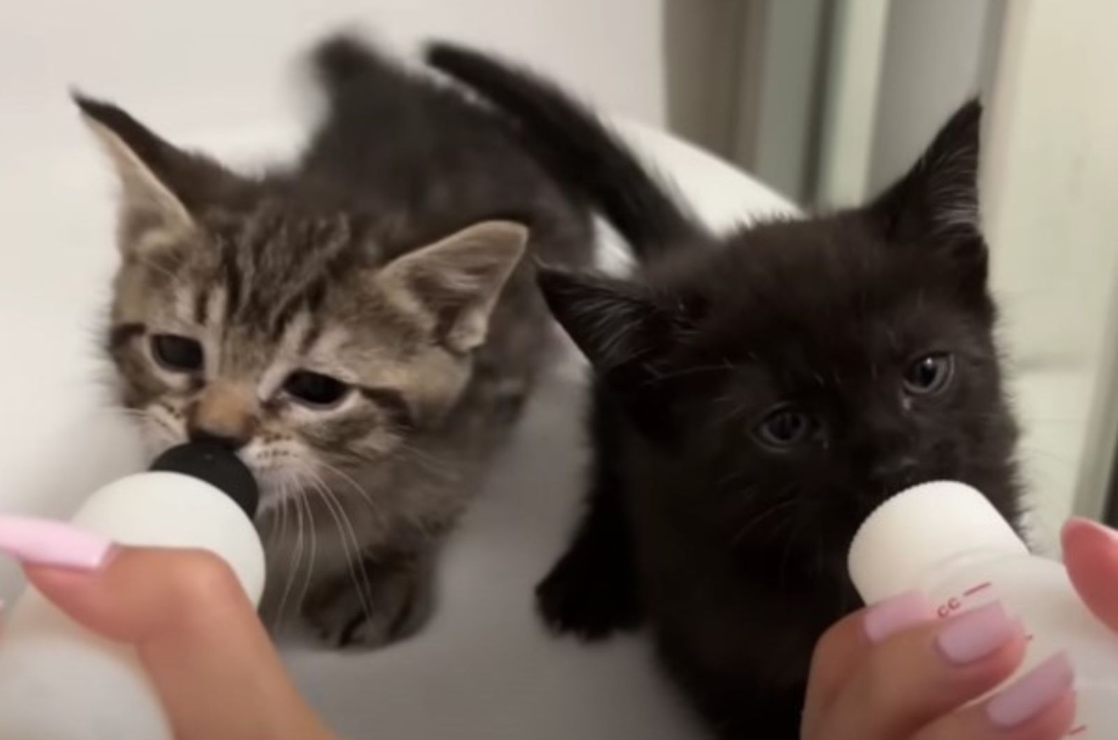 giving milk to two kittens