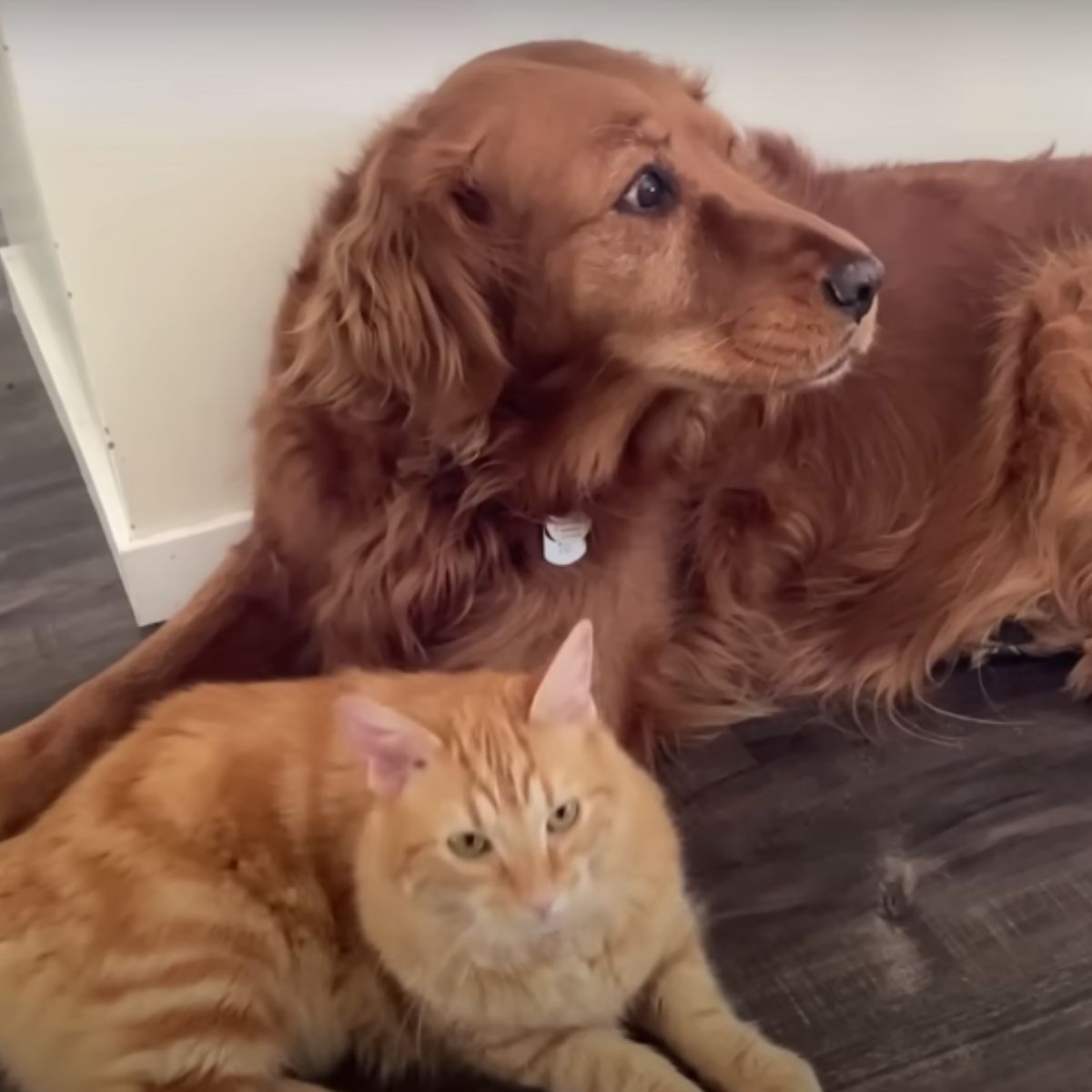 golden cat and golden retriever
