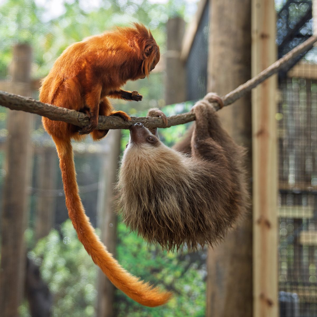 golden lion with sloth