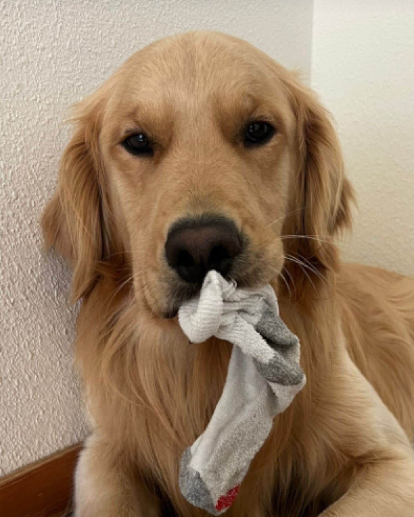 golden retriever has a sock in his mouth