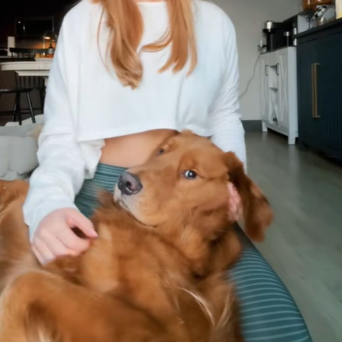 golden retriever in a woman's lap