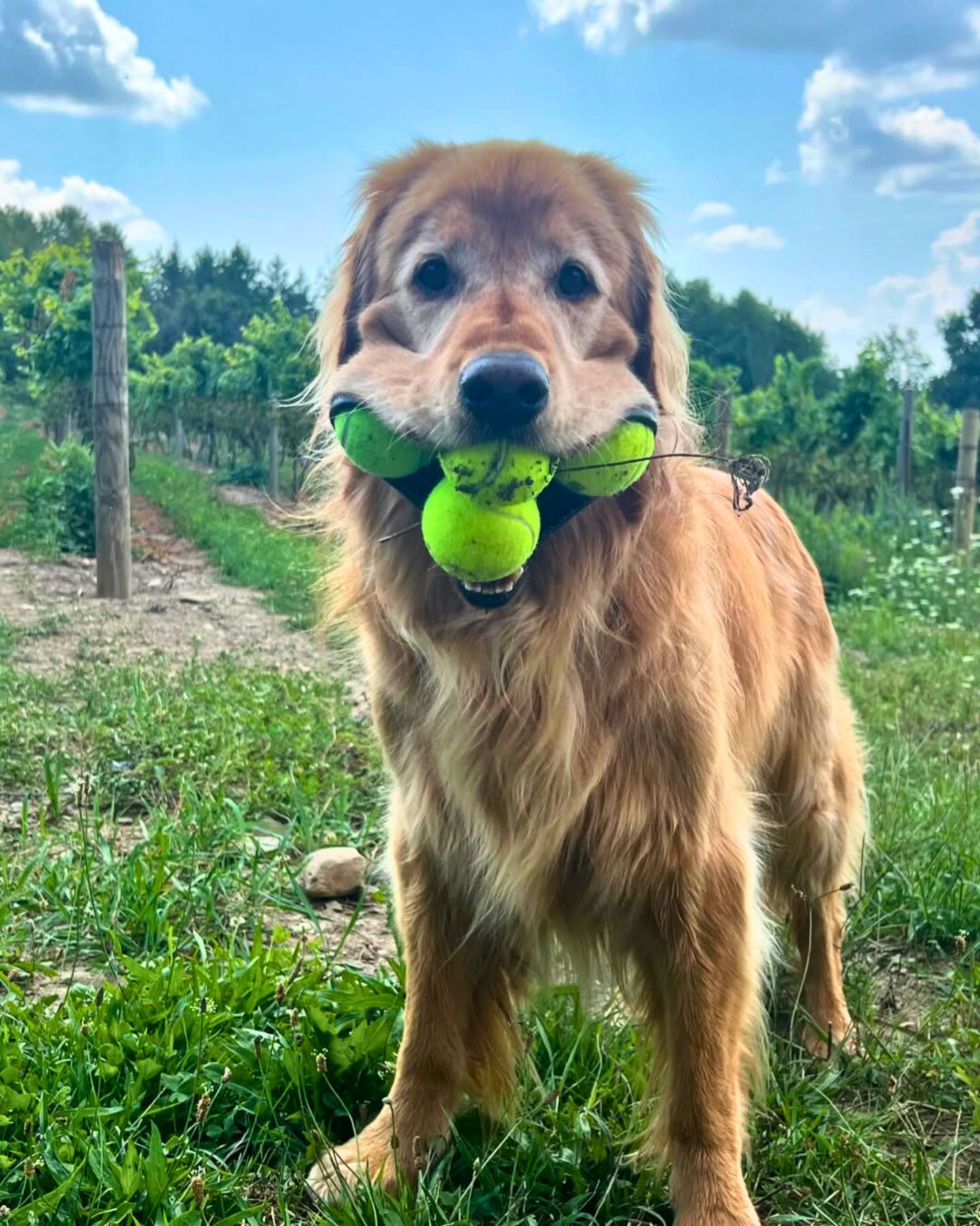 golden retriever in the yard with balls