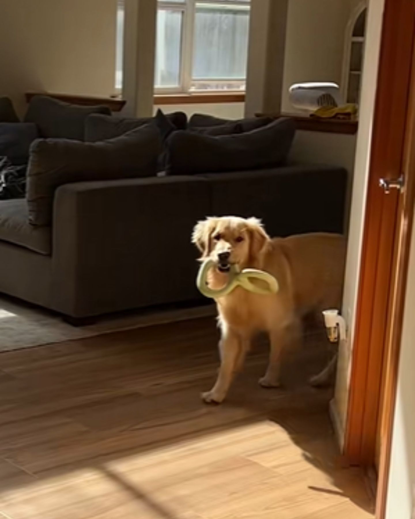 golden retriever is playing in the house