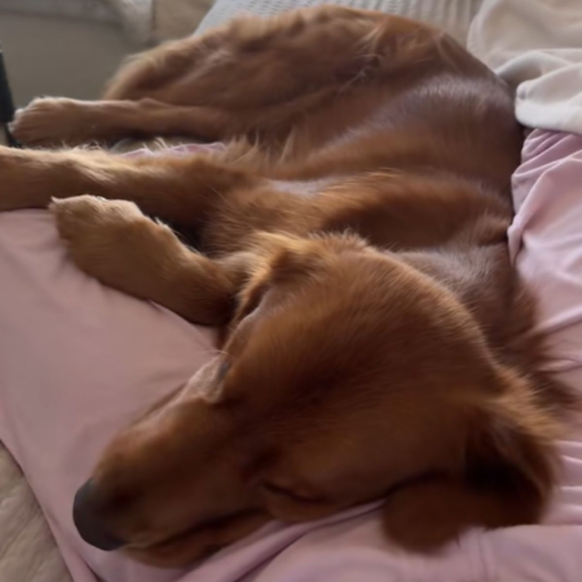 golden retriever is sleeping