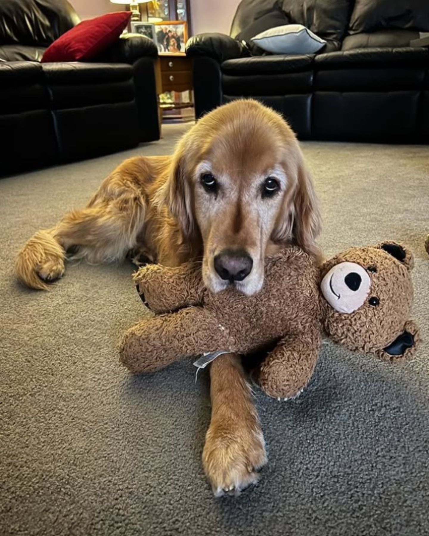 golden retriever with teddy bear