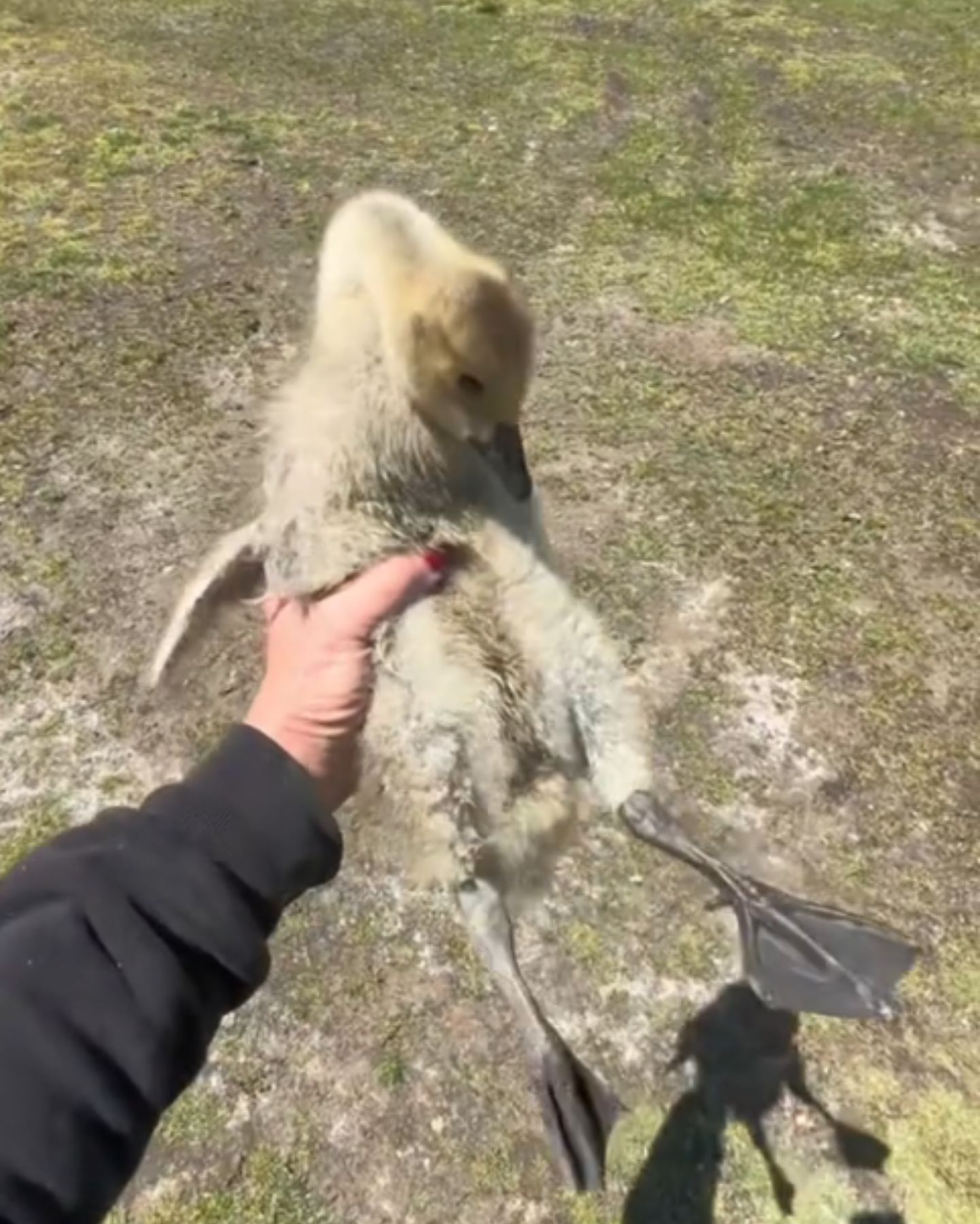 gosling in hands