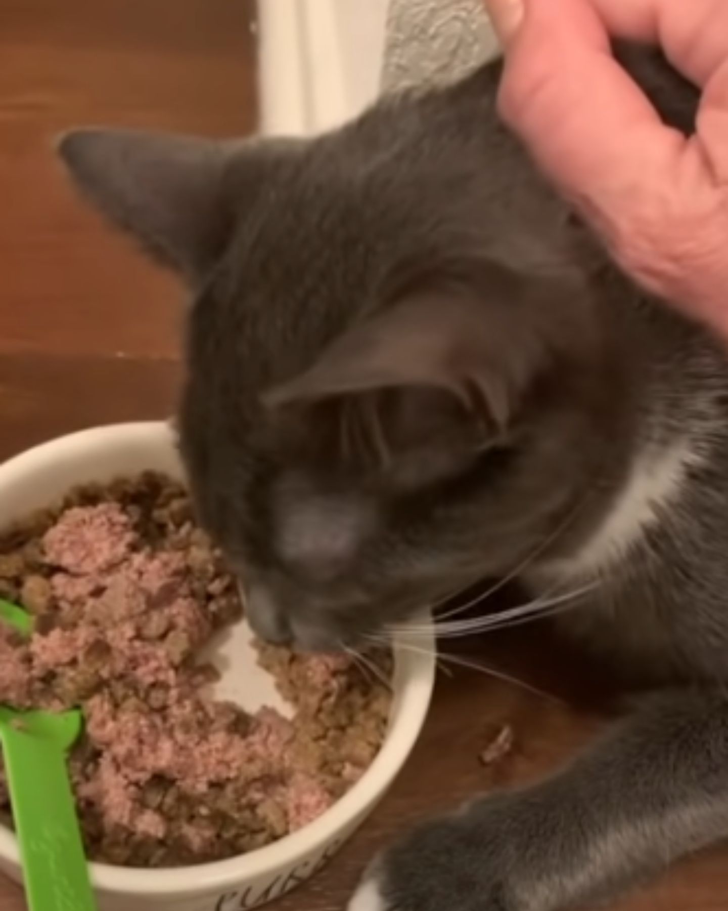 gray cat eating