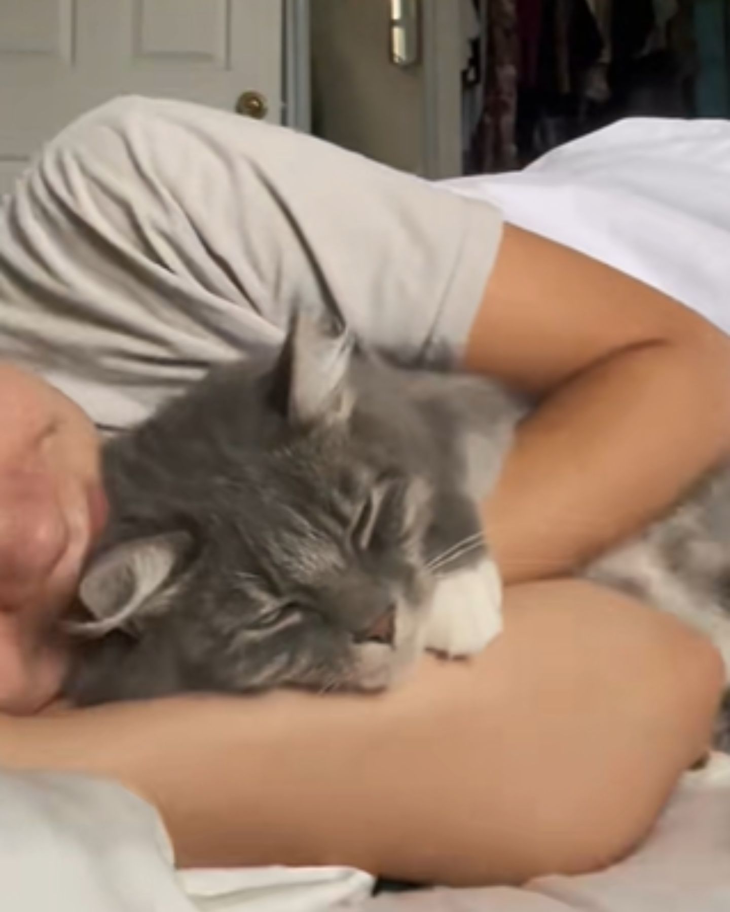 gray cat enjoying cuddling
