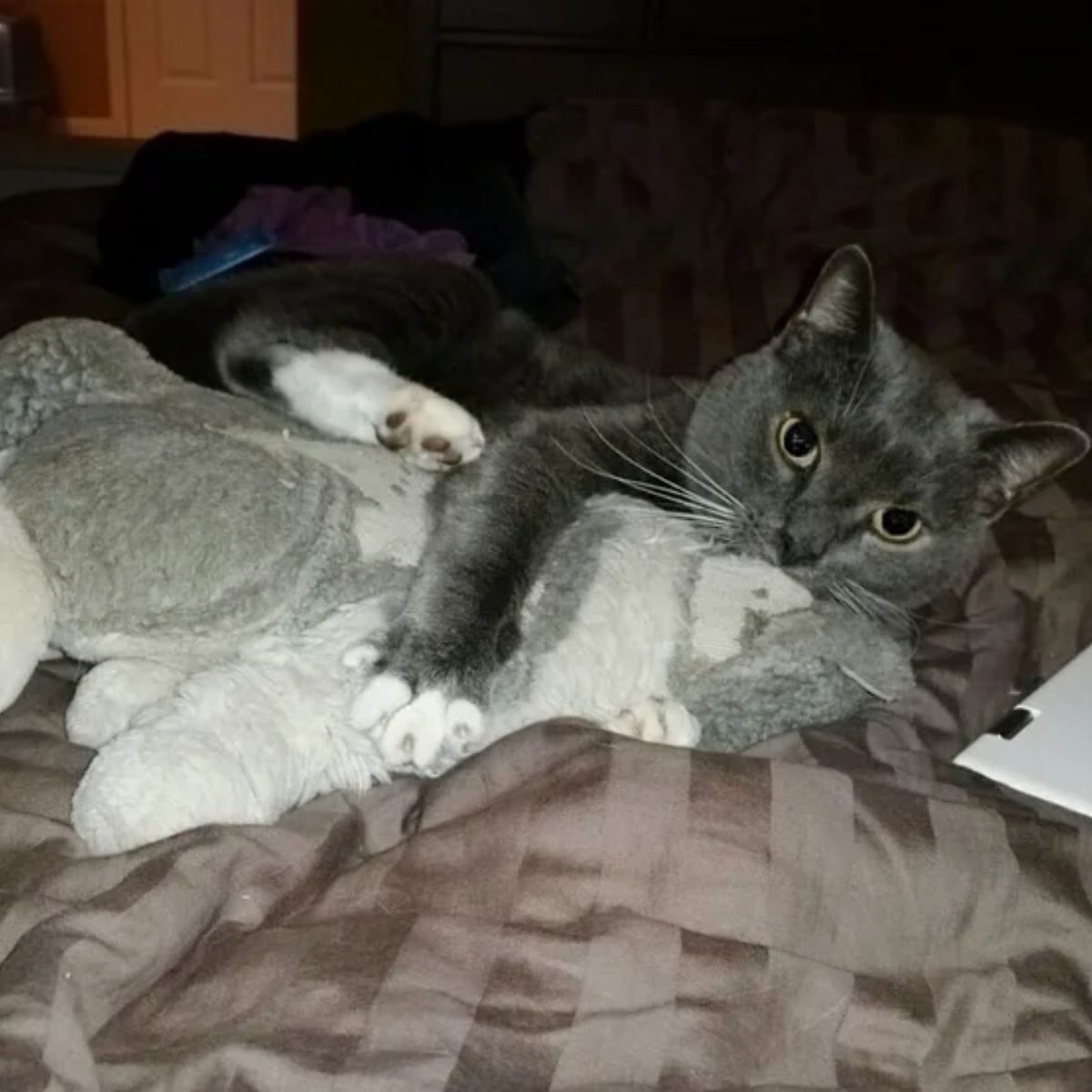 gray cat hugging toy