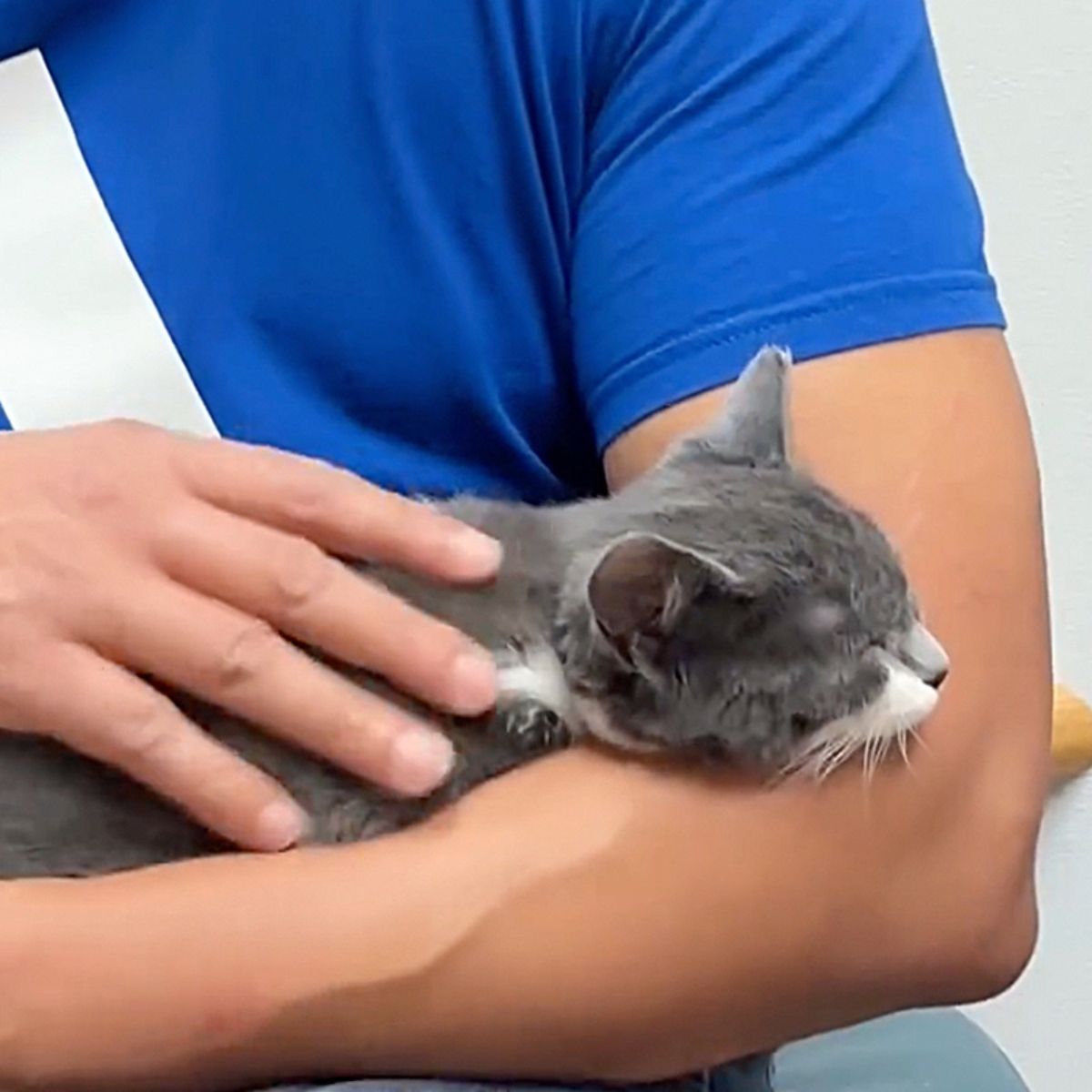 gray cat in the arms of a veterinarian