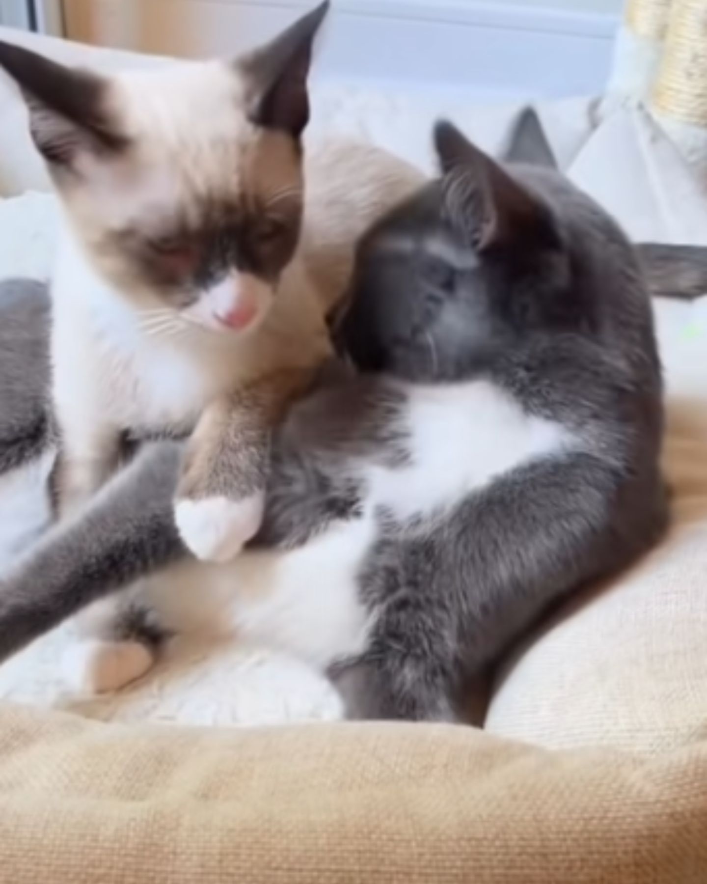 gray cat licking another cat