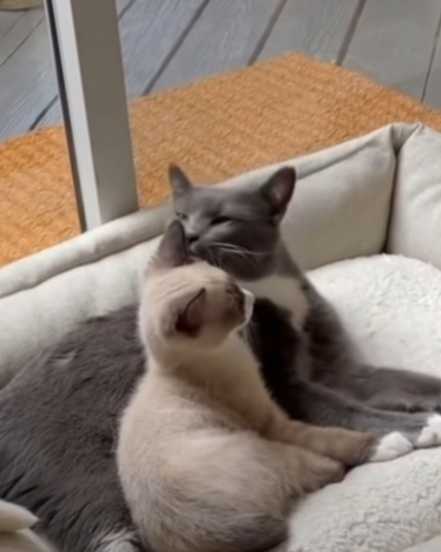 gray cat licking cream cat