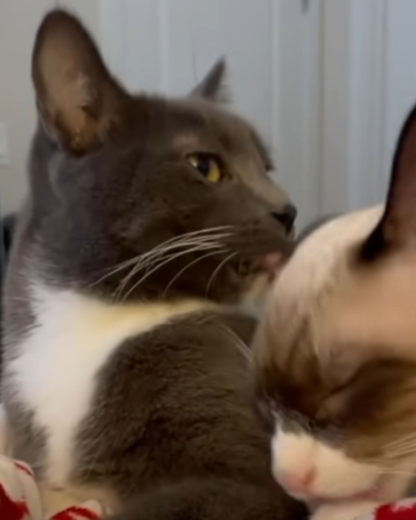 gray cat licking