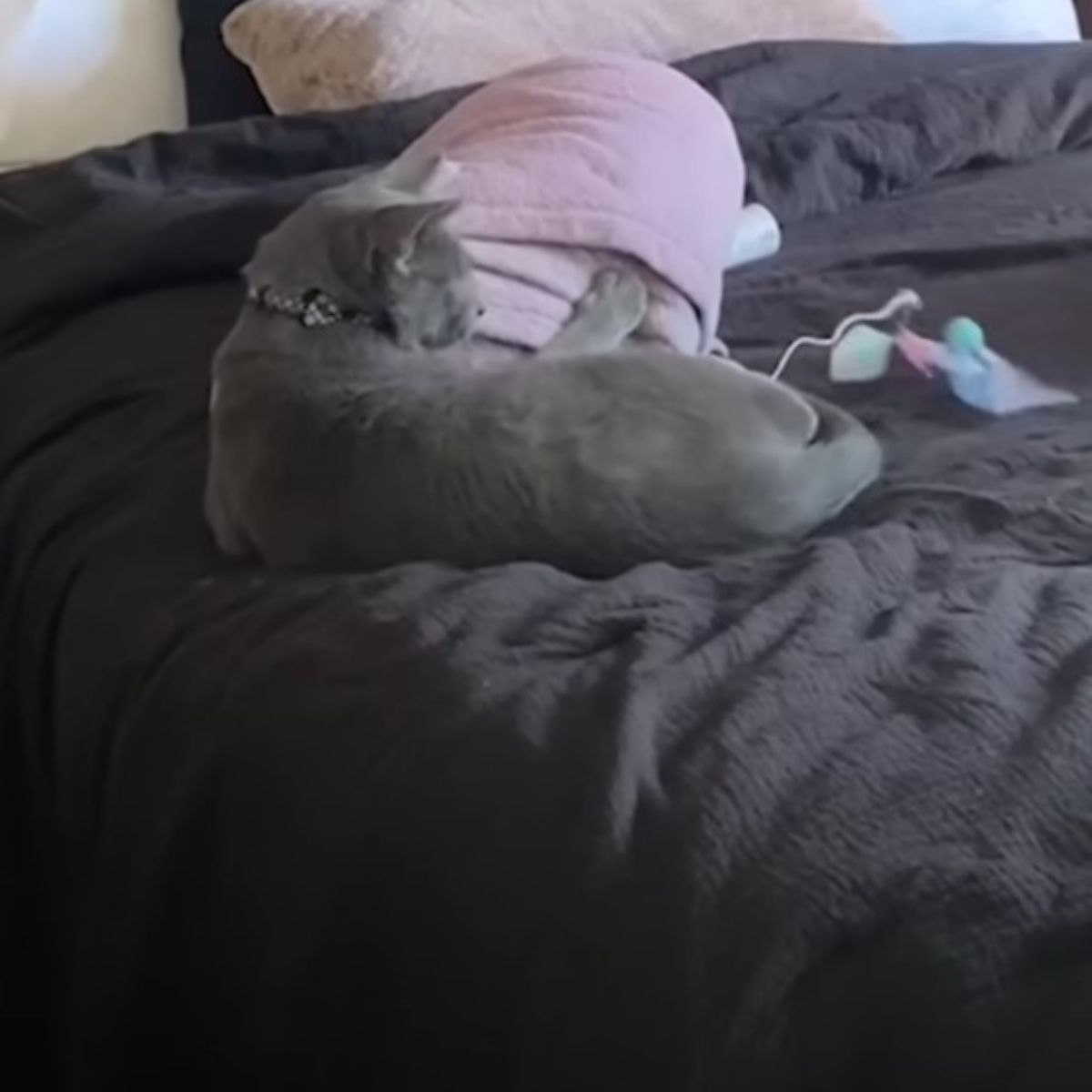 gray cat lying on bed
