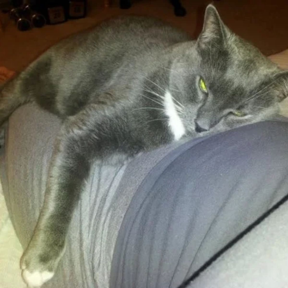gray cat napping