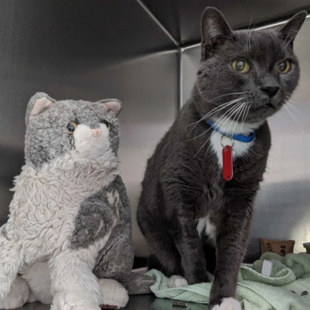 gray cat next to toy
